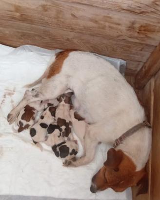 Jack Russel