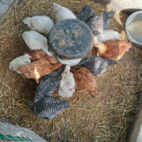 Polli allevati a terra