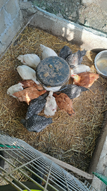 Polli allevati a terra