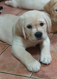 Cuccioli labrador