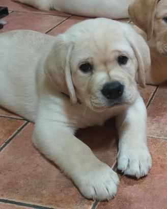 Cuccioli labrador