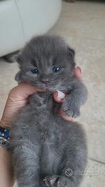 Cuccioli gattini siberiani
