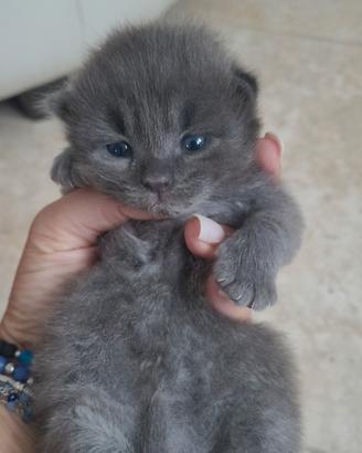 Cuccioli gattini siberiani