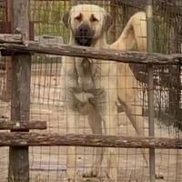 Kangal