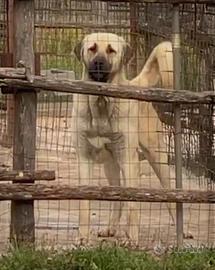 Kangal
