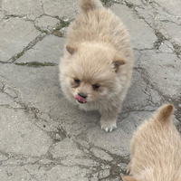Volpino di pomeriano italiano