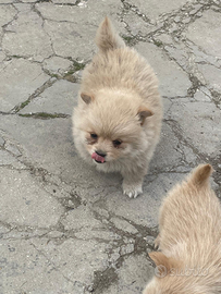 Volpino di pomeriano italiano