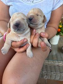 Cucciolo di retriever con pedigree