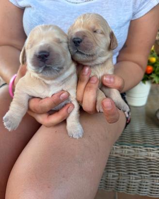 Cucciolo di retriever con pedigree
