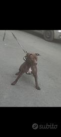 Pitbull