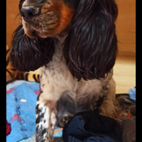 Cocker spaniel inglese adulta