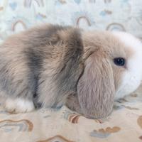 Cuccioli minilop puri