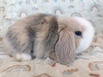 Cuccioli minilop puri