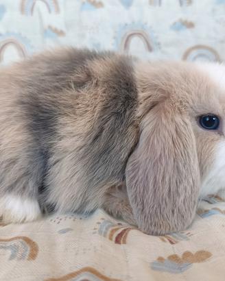 Cuccioli minilop puri