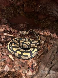 Pitone reale poi teca allestita