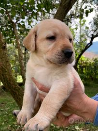 Labrador da esposizione