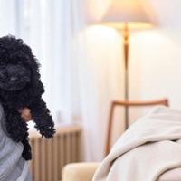 Cucciolo di Barboncino Toy Total Black