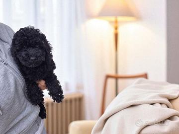 Cucciolo di Barboncino Toy Total Black