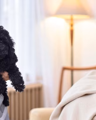 Cucciolo di Barboncino Toy Total Black