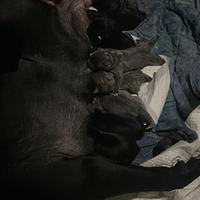 CUCCIOLI Cane Corso Italiano NERO/GRIGIO
