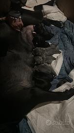 CUCCIOLI Cane Corso Italiano NERO/GRIGIO