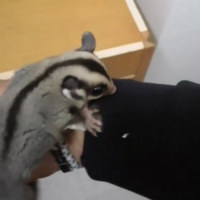 Petauro dello zucchero