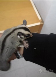 Petauro dello zucchero