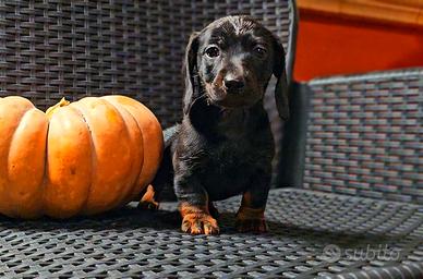 Bassotta cucciola nano/kaninchen