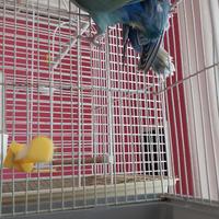 Inseparabili roseicollis