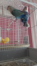 Inseparabili roseicollis