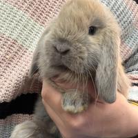 Coniglietti nani ariete