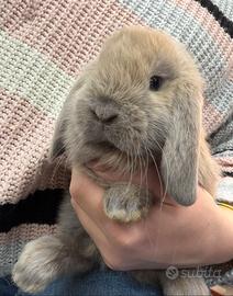 Coniglietti nani ariete