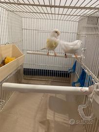 Coppia di canarini anellati 2025