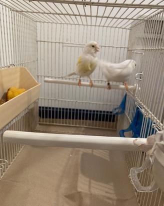 Coppia di canarini anellati 2025