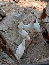Galline livornesi