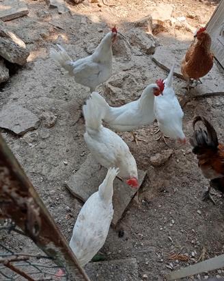 Galline livornesi