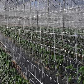 rete per sostegno rampicanti