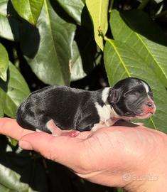 Chihuahua