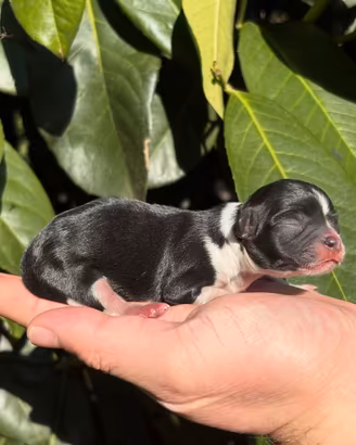 Chihuahua