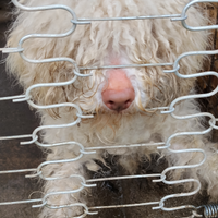 Cani Lagotto Romagnolo