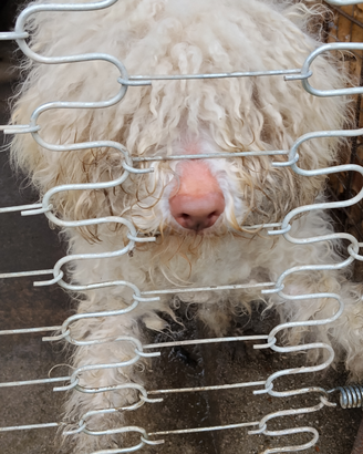 Cane Lagotto Romagnolo