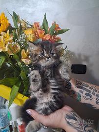 cuccioli di persiano 