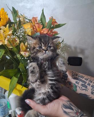 cuccioli di persiano 