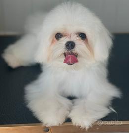 Maltese Femmina
