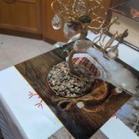 albero Gold Planet 24k