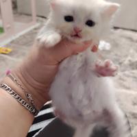 British shorthair. (ultimo maschietto disponibile)