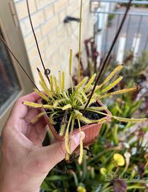 Drosera capensis Alba pianta carnivora