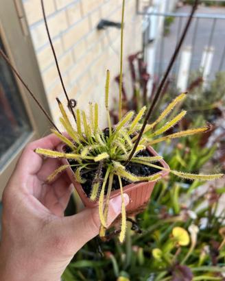 Drosera capensis Alba pianta carnivora