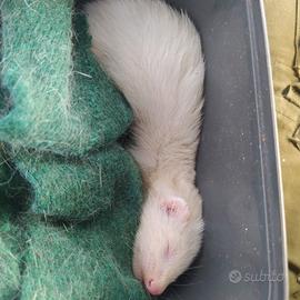 Furetti albini