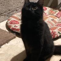 Gattini